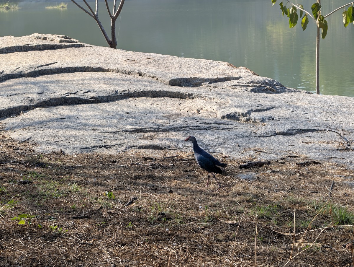 Gray-headed Swamphen - ML646875659