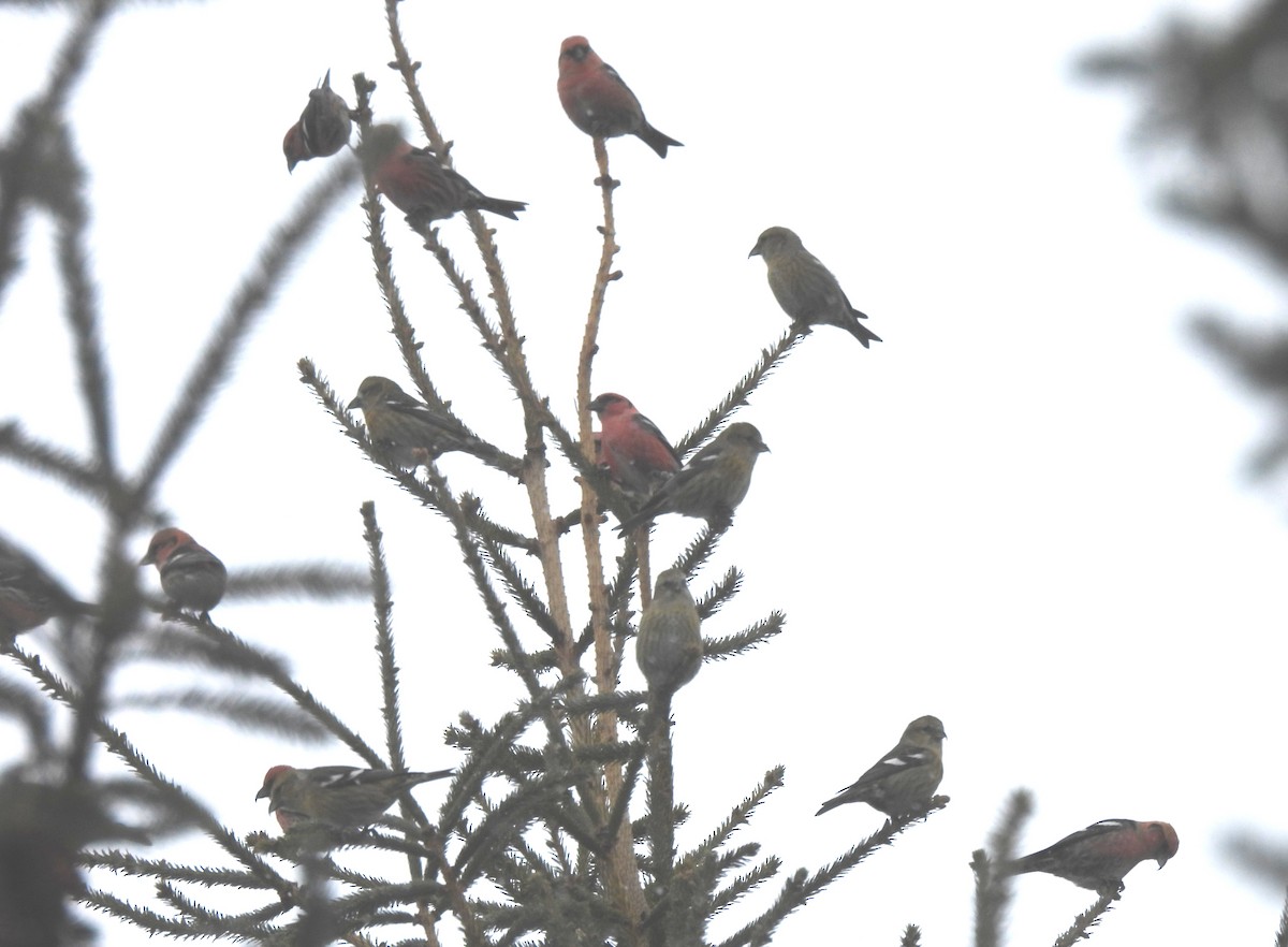 Белокрылый клёст - ML646875660