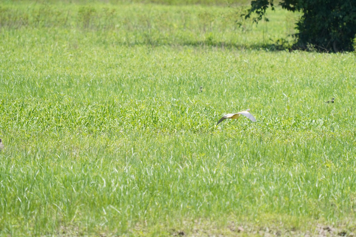 Whistling Heron - ML646875661