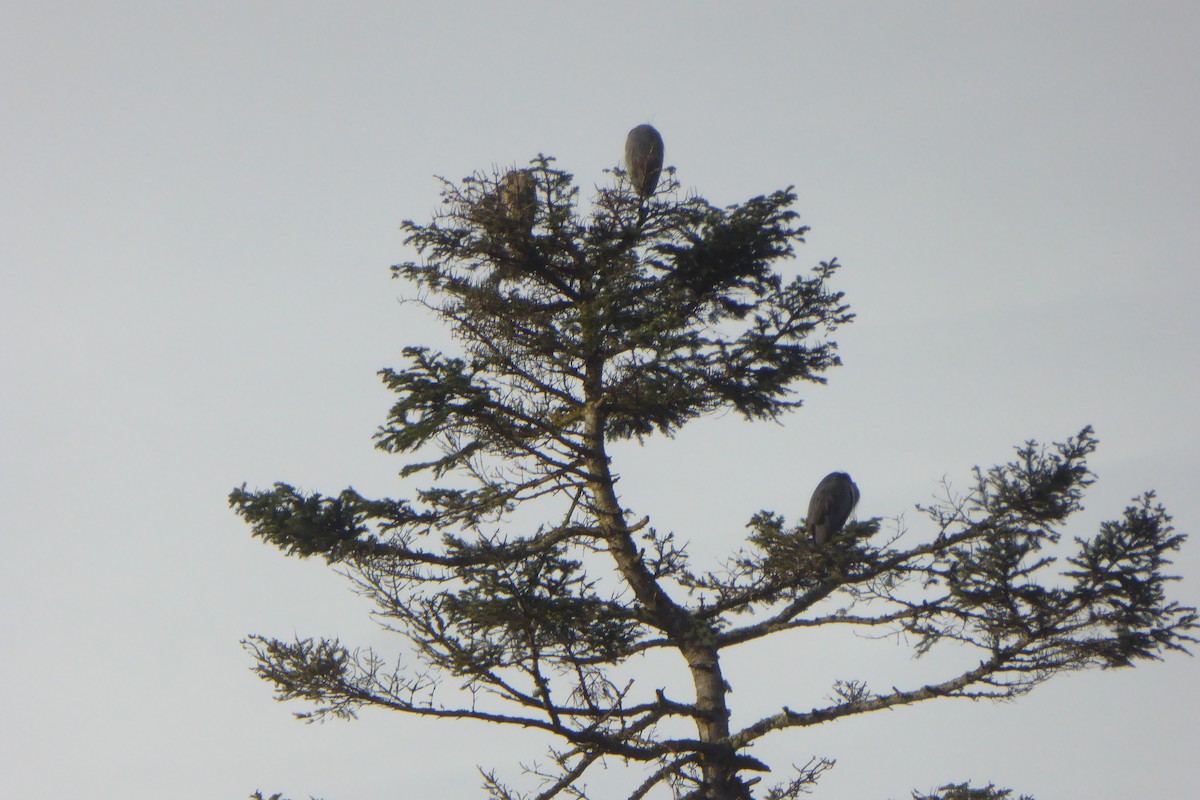 Kanadareiher - ML646875662