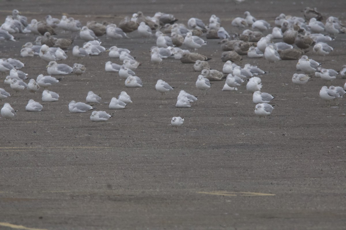 Black-headed Gull - ML646875663