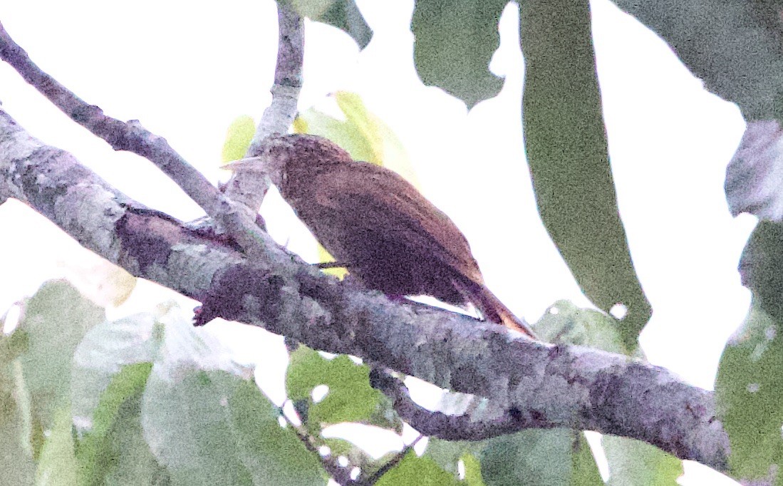 Perlhals-Baumsteiger (devillei) - ML646875664