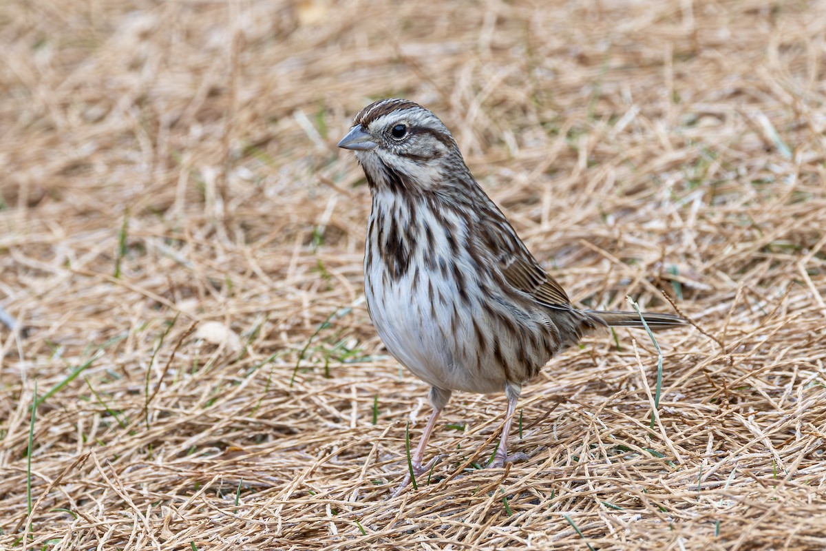 Пасовка співоча - ML646875666