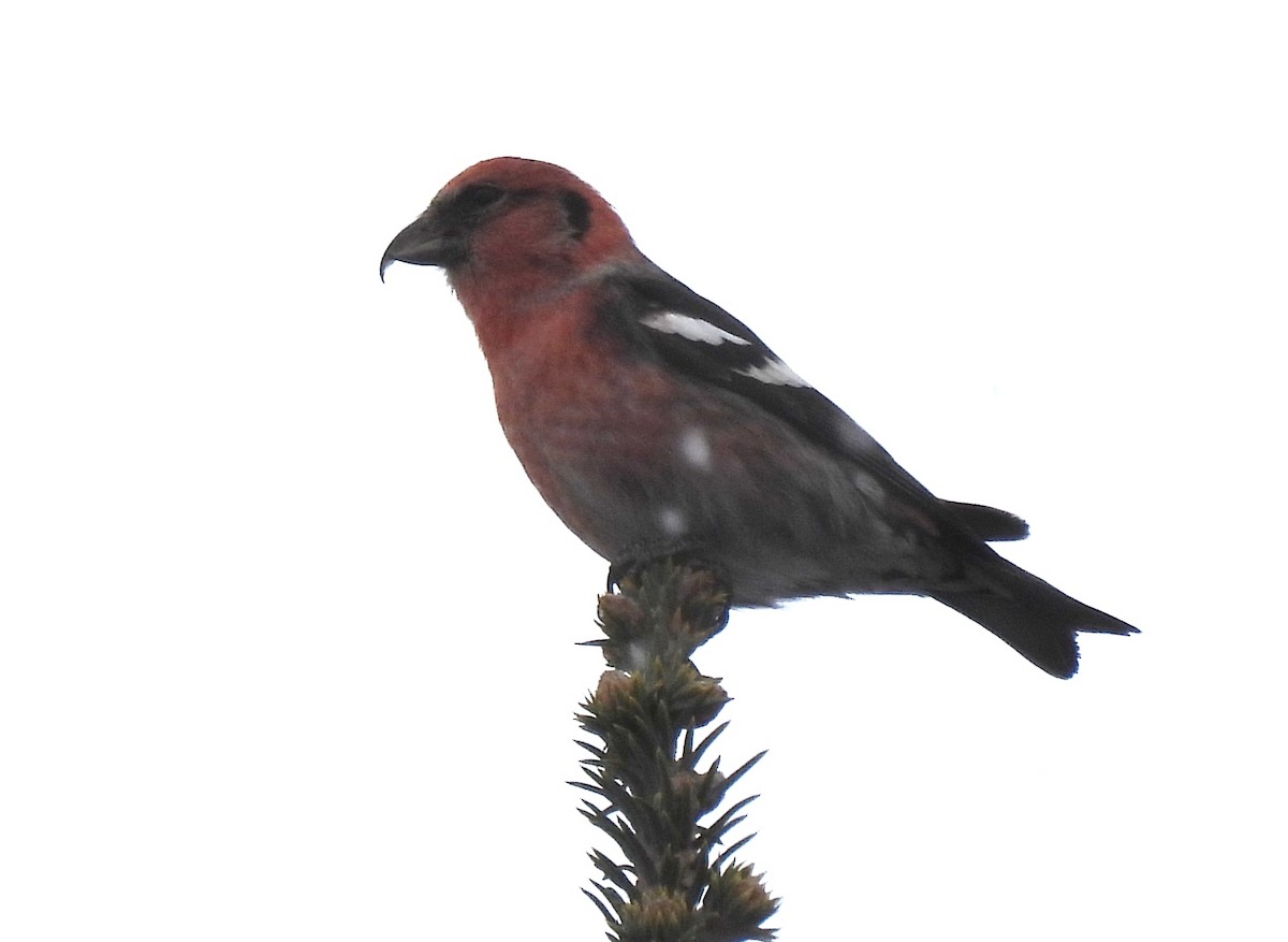 Белокрылый клёст - ML646875667