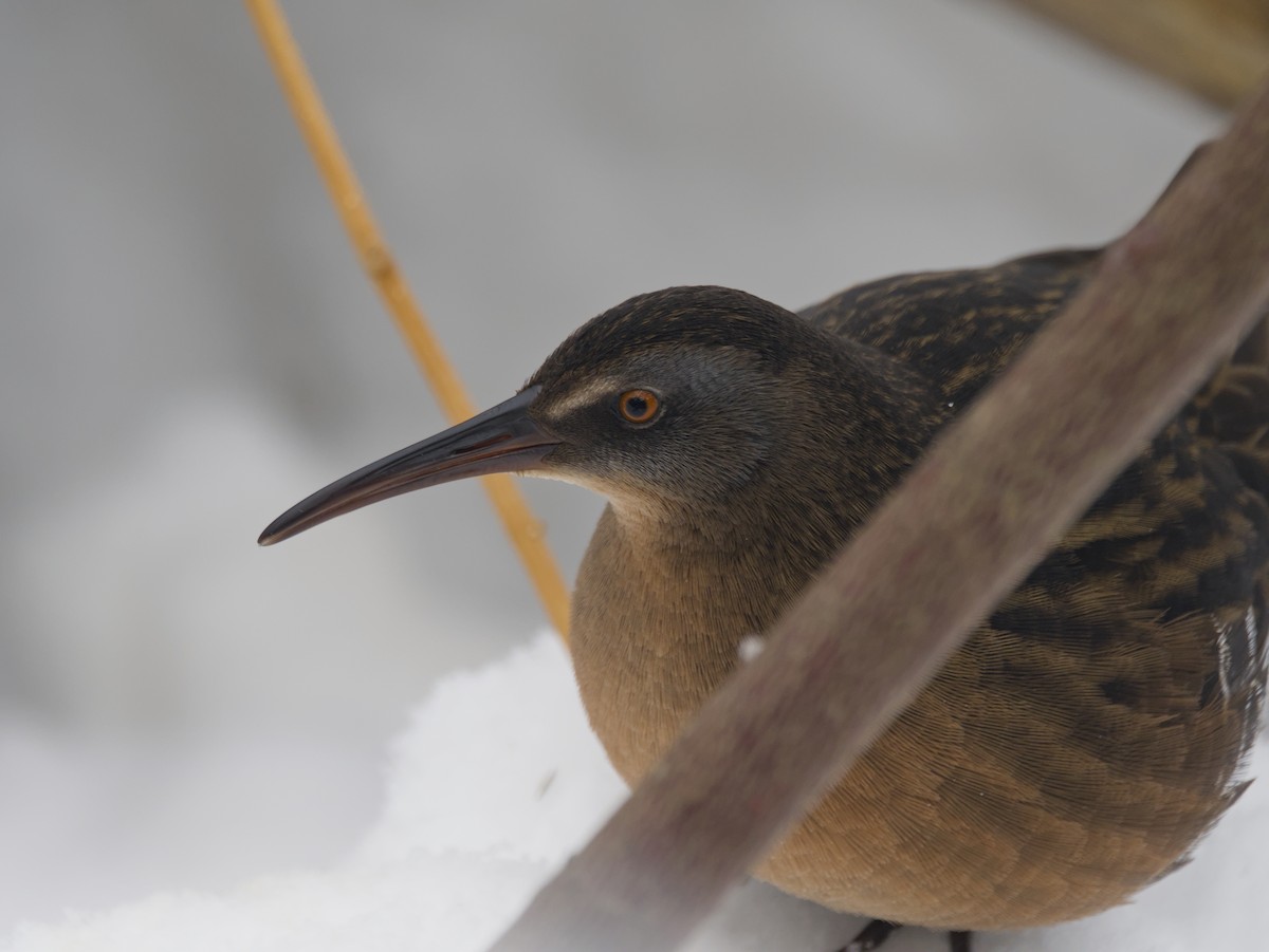 Virginia Rail - ML646875668