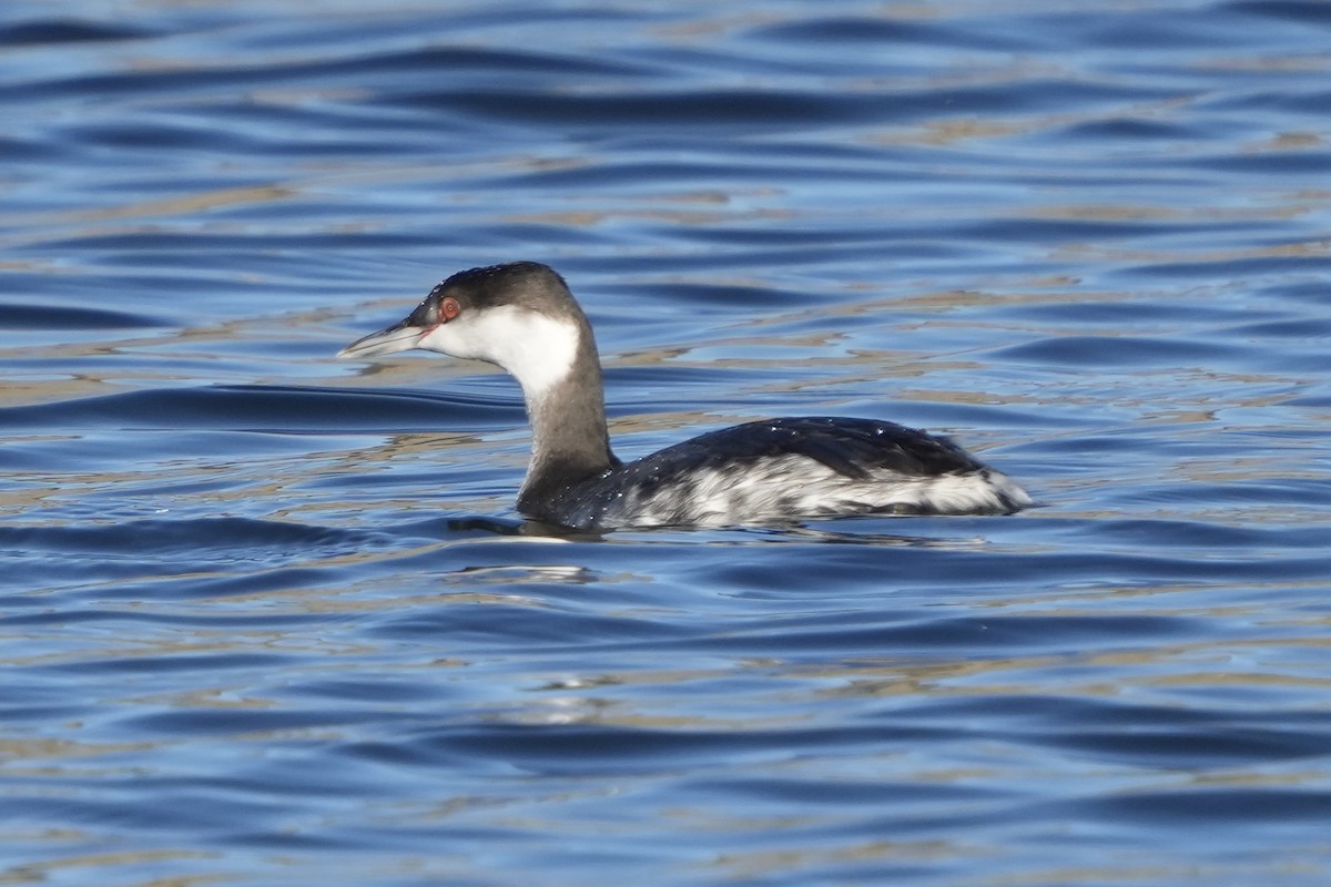 Grèbe à cou noir - ML646875676