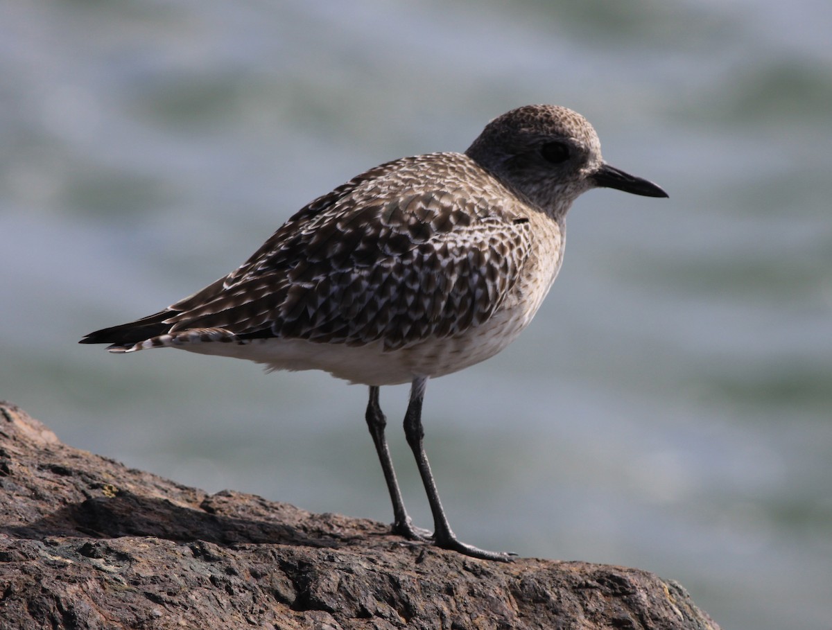 חופזי מנומר - ML646875679