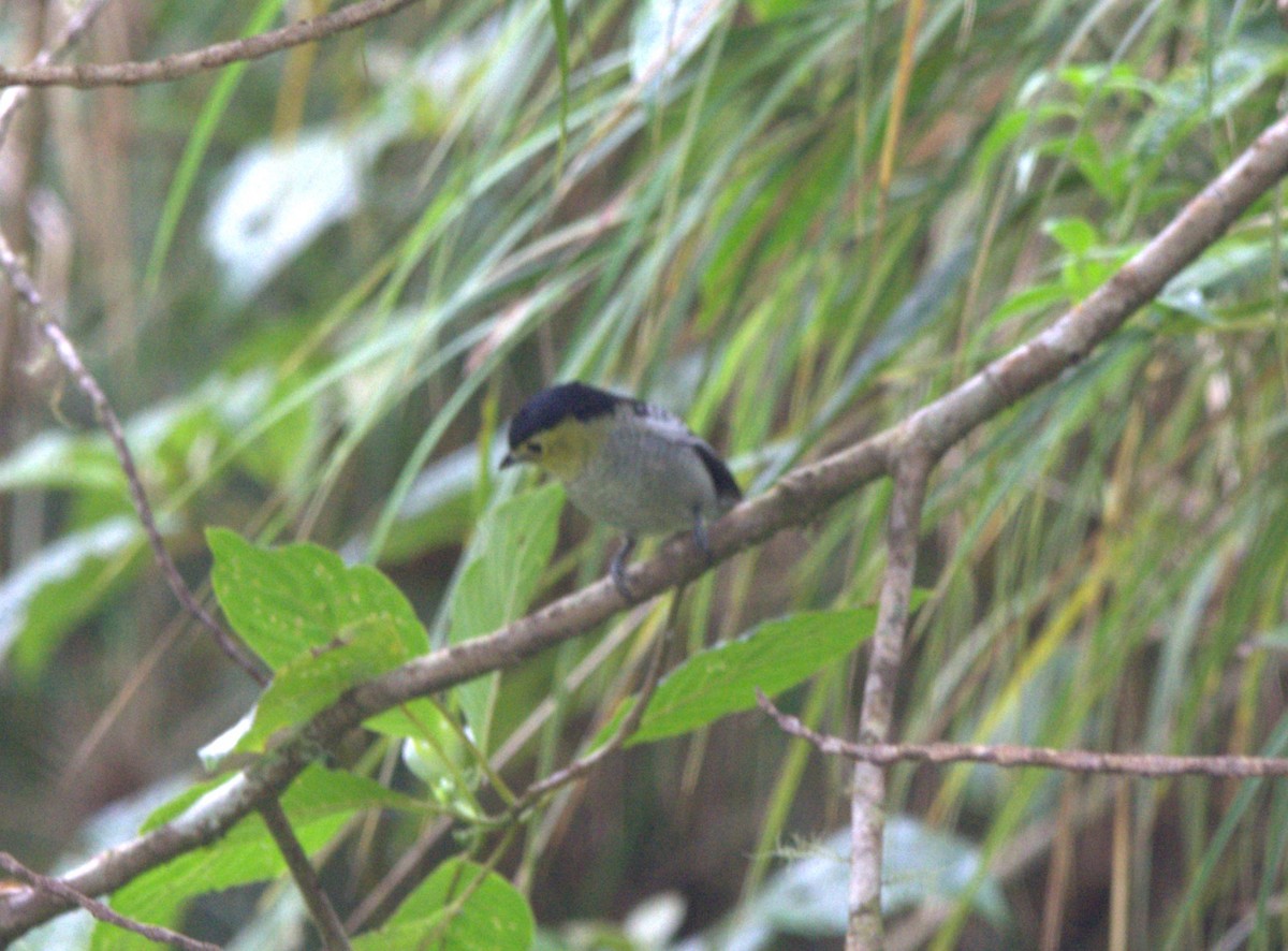 Barred Becard - ML646875681