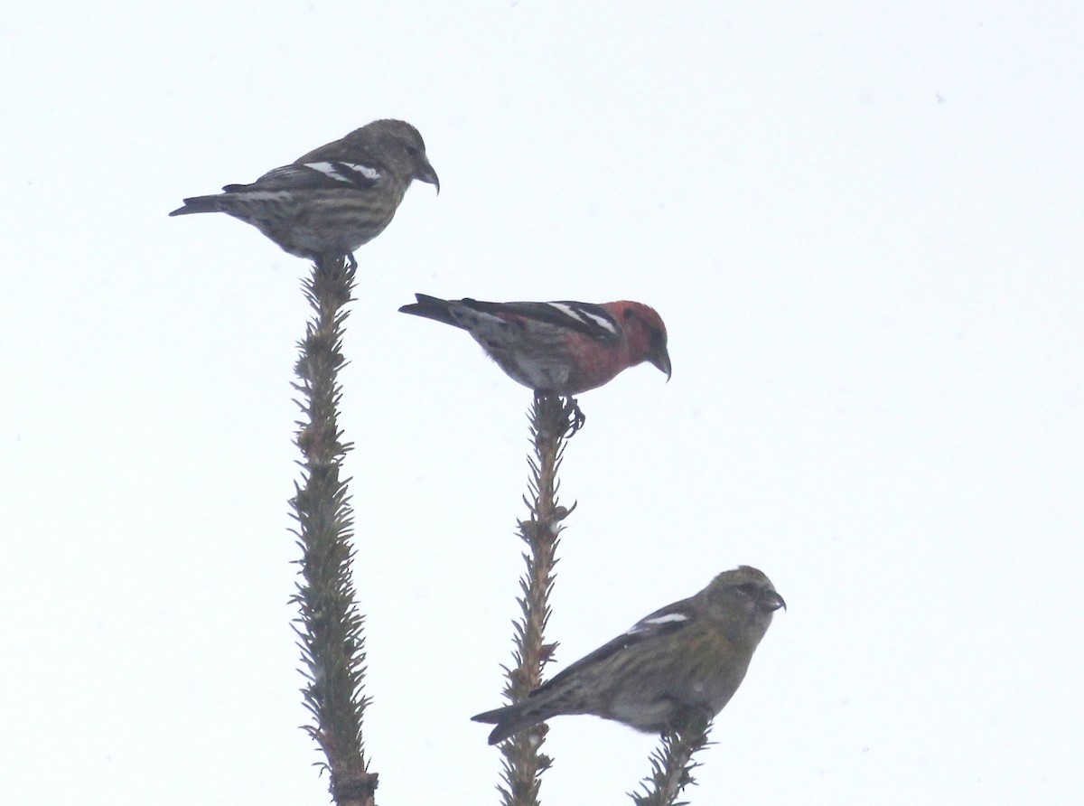 Белокрылый клёст - ML646875683