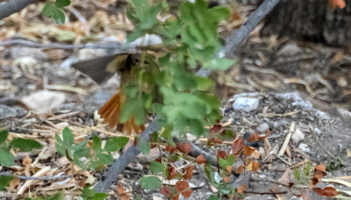 Common Redstart - ML646875684