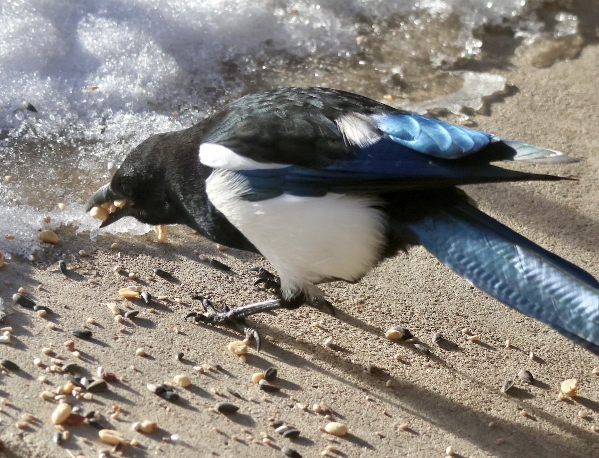Black-billed Magpie - ML646875685