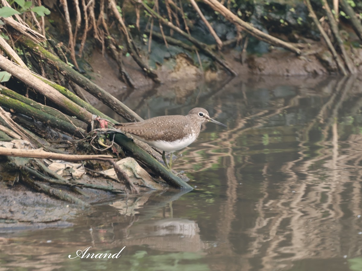 Chevalier cul-blanc - ML646875686
