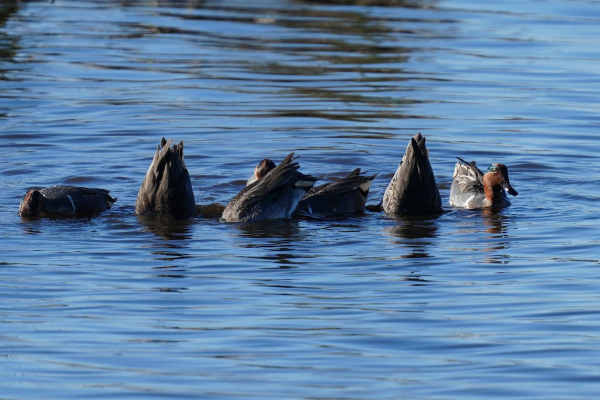 Чирок-свистунок - ML646875688