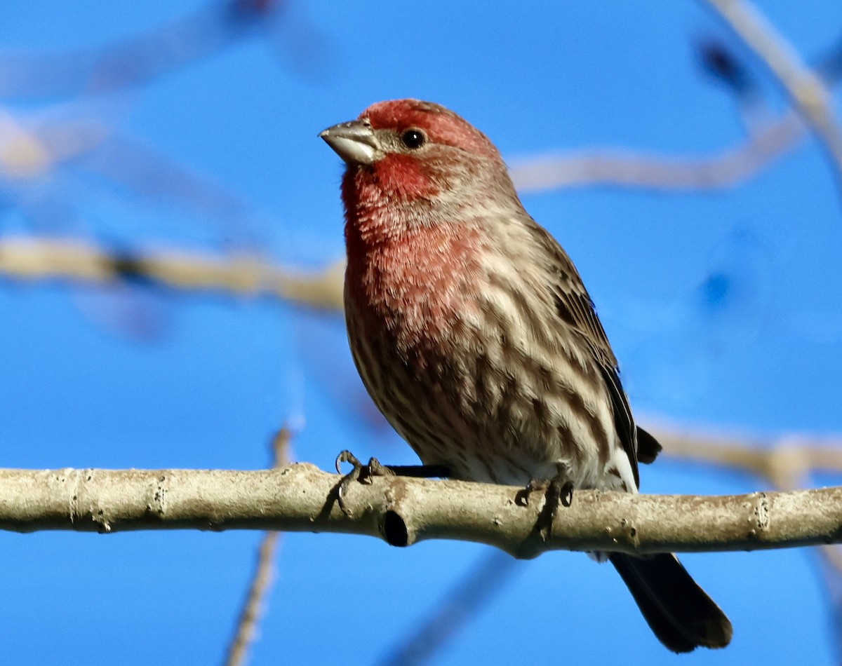 Мексиканская чечевица - ML646875692