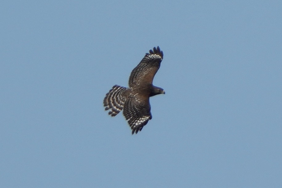 Red-shouldered Hawk - ML646875694