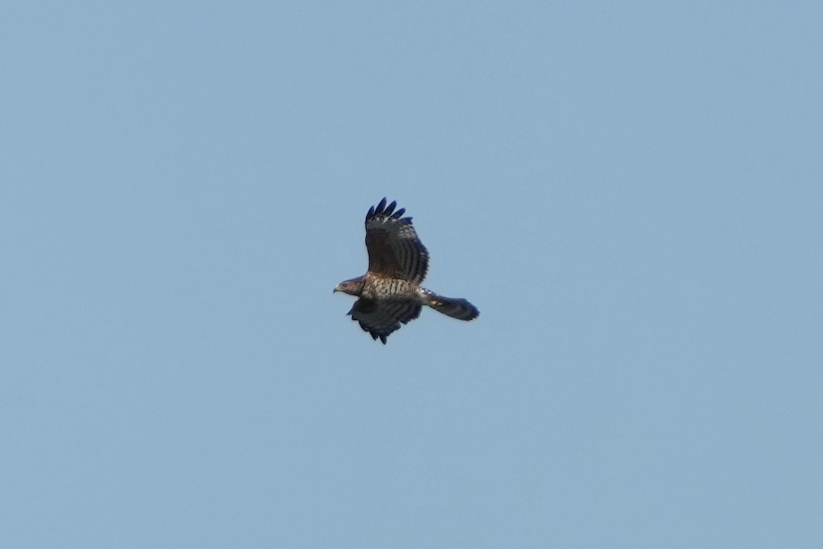 Red-shouldered Hawk - ML646875695