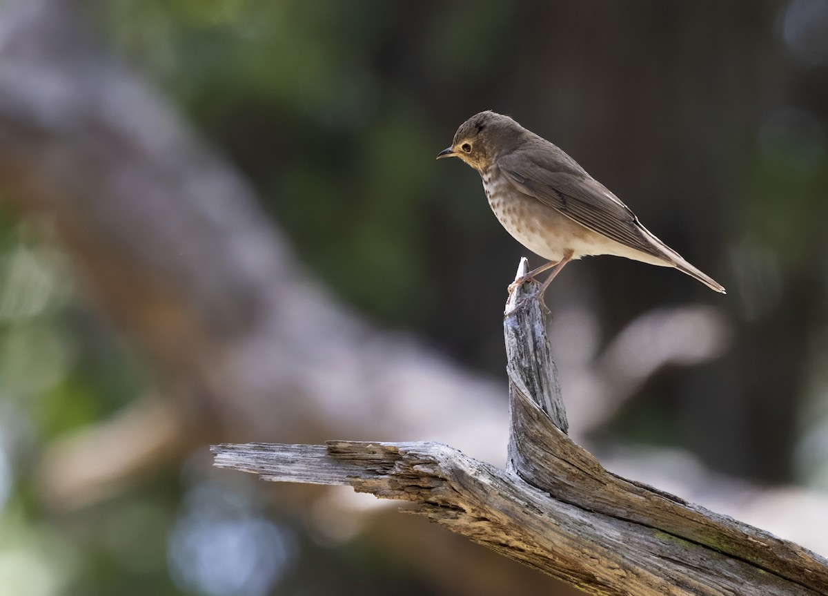 Дрізд-короткодзьоб Cвенсона - ML646875699