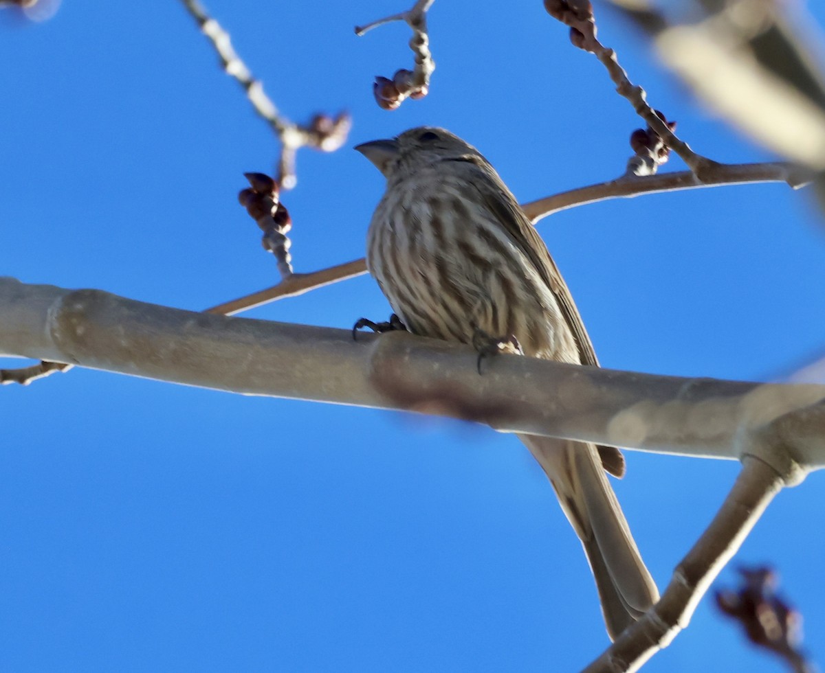 Мексиканская чечевица - ML646875700