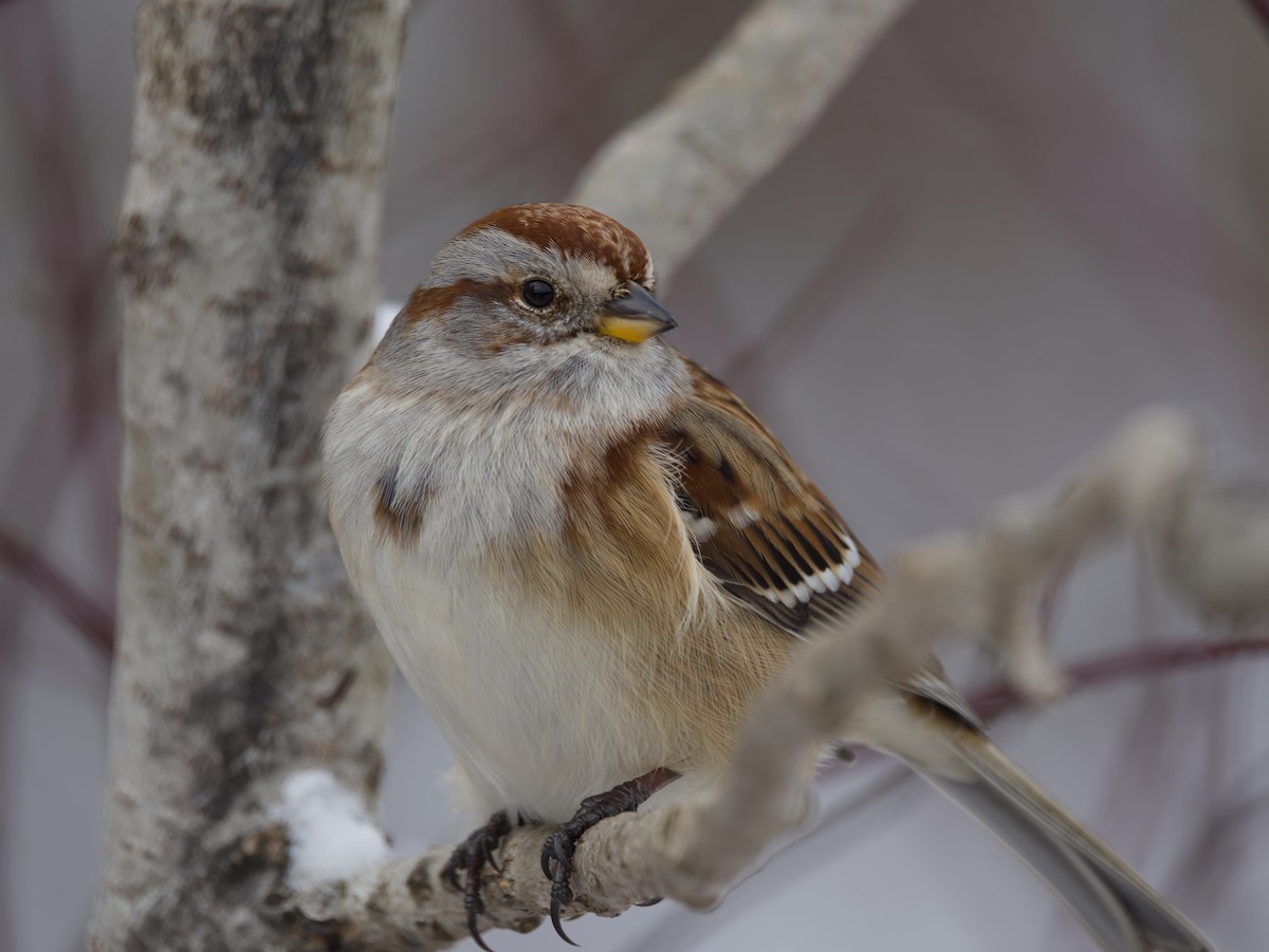 Chingolo Arbóreo - ML646875703