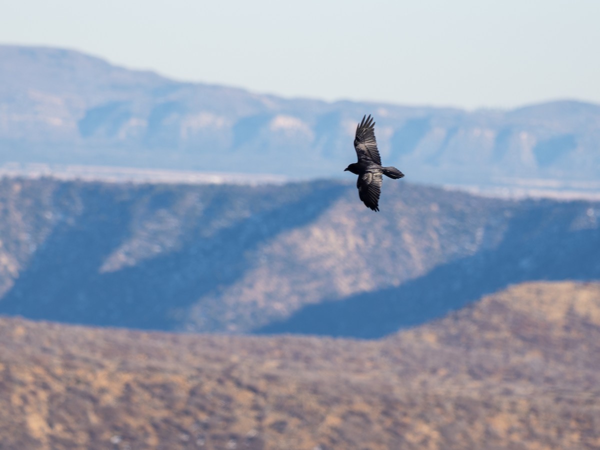 Common Raven - ML646875706