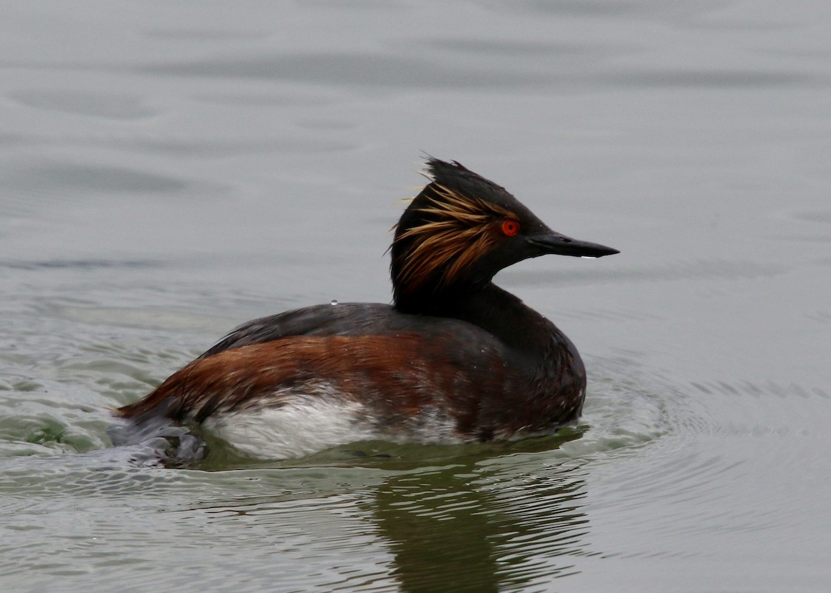Grèbe à cou noir - ML646875707
