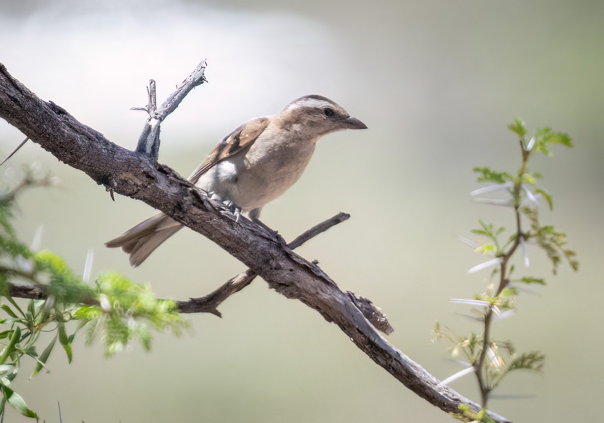 Zuhaixka-txolarre bekainzuria - ML646875709