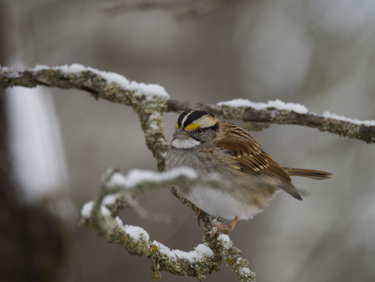 Chingolo Gorjiblanco - ML646875710