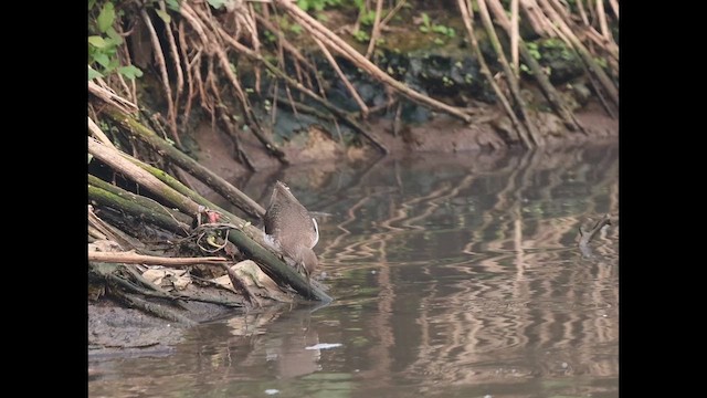 vodouš kropenatý - ML646875712