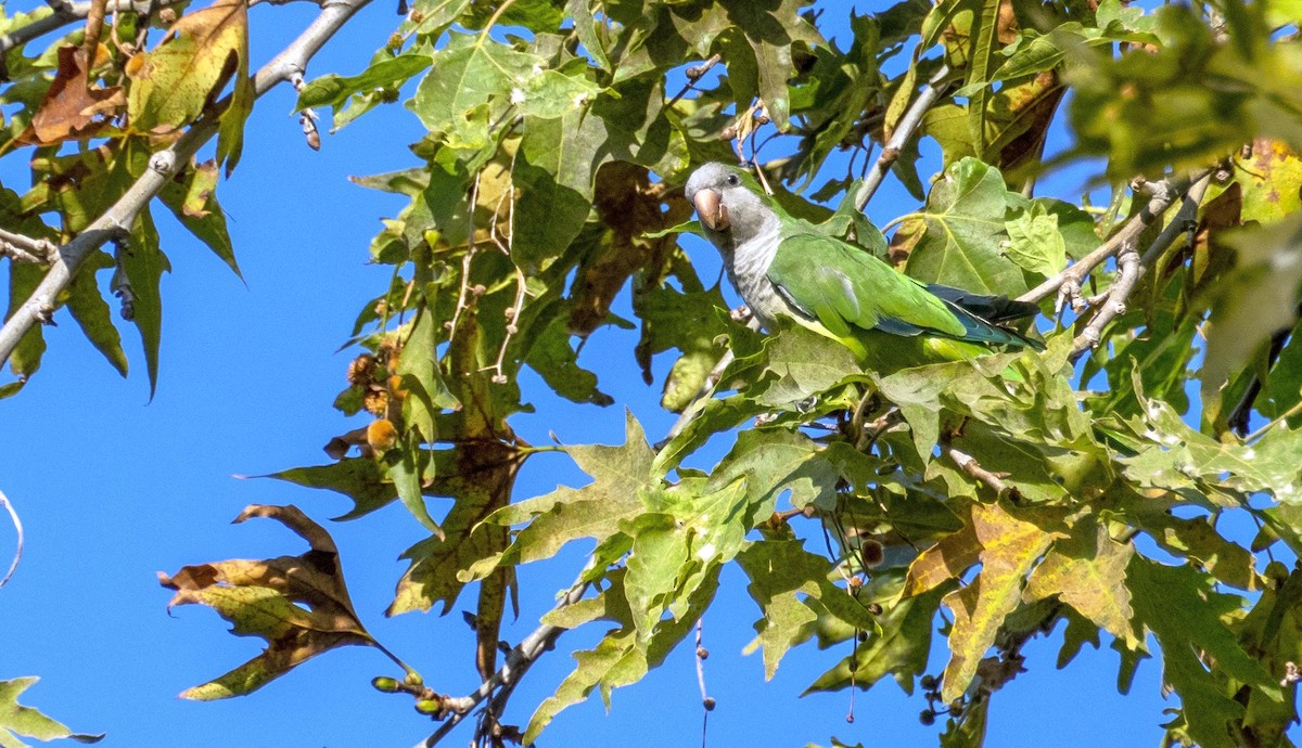 Mönchssittich - ML646875716