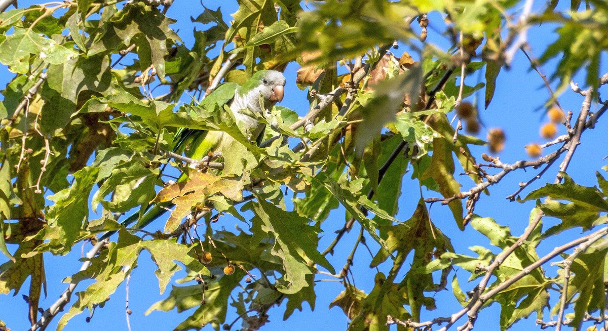 Mönchssittich - ML646875717