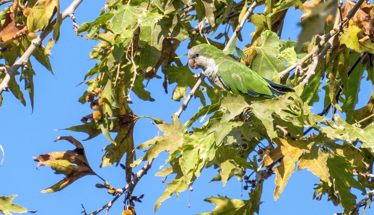 Mönchssittich - ML646875718