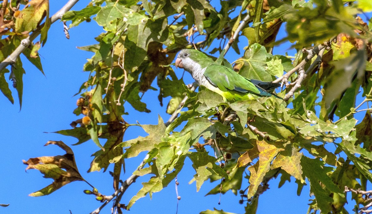 Mönchssittich - ML646875719