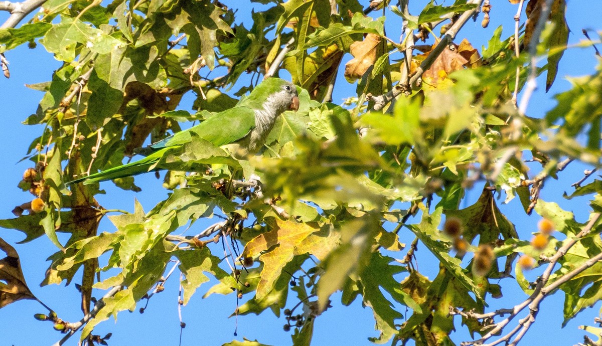 Mönchssittich - ML646875720