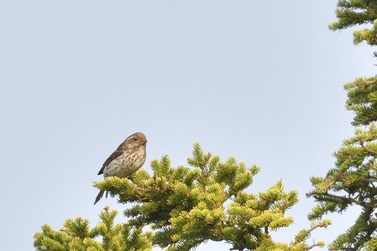 Purple Finch - ML646875721