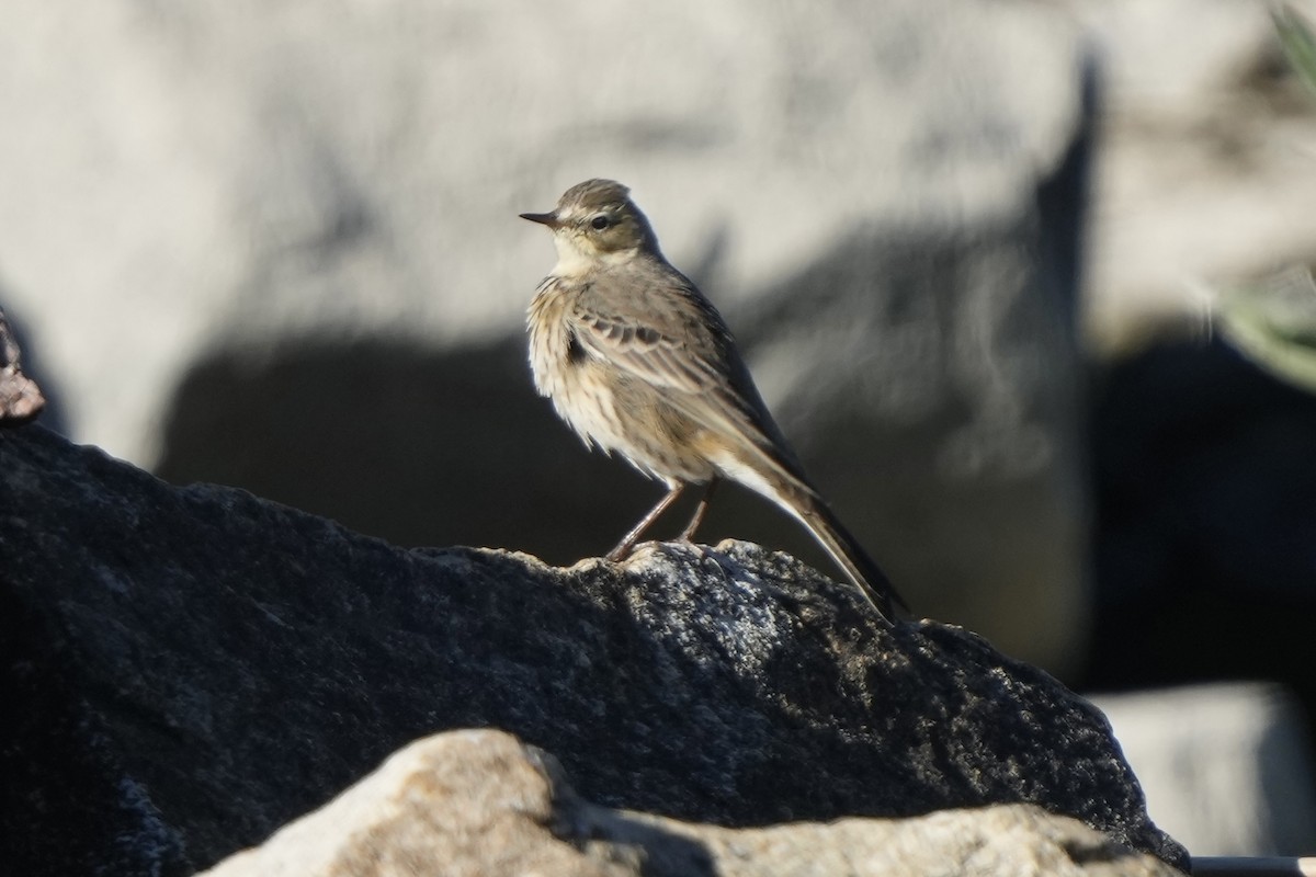 American Pipit - ML646875722