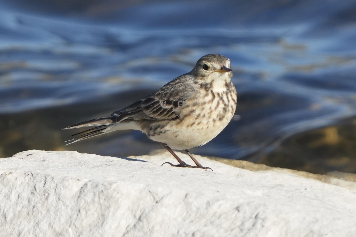 American Pipit - ML646875723