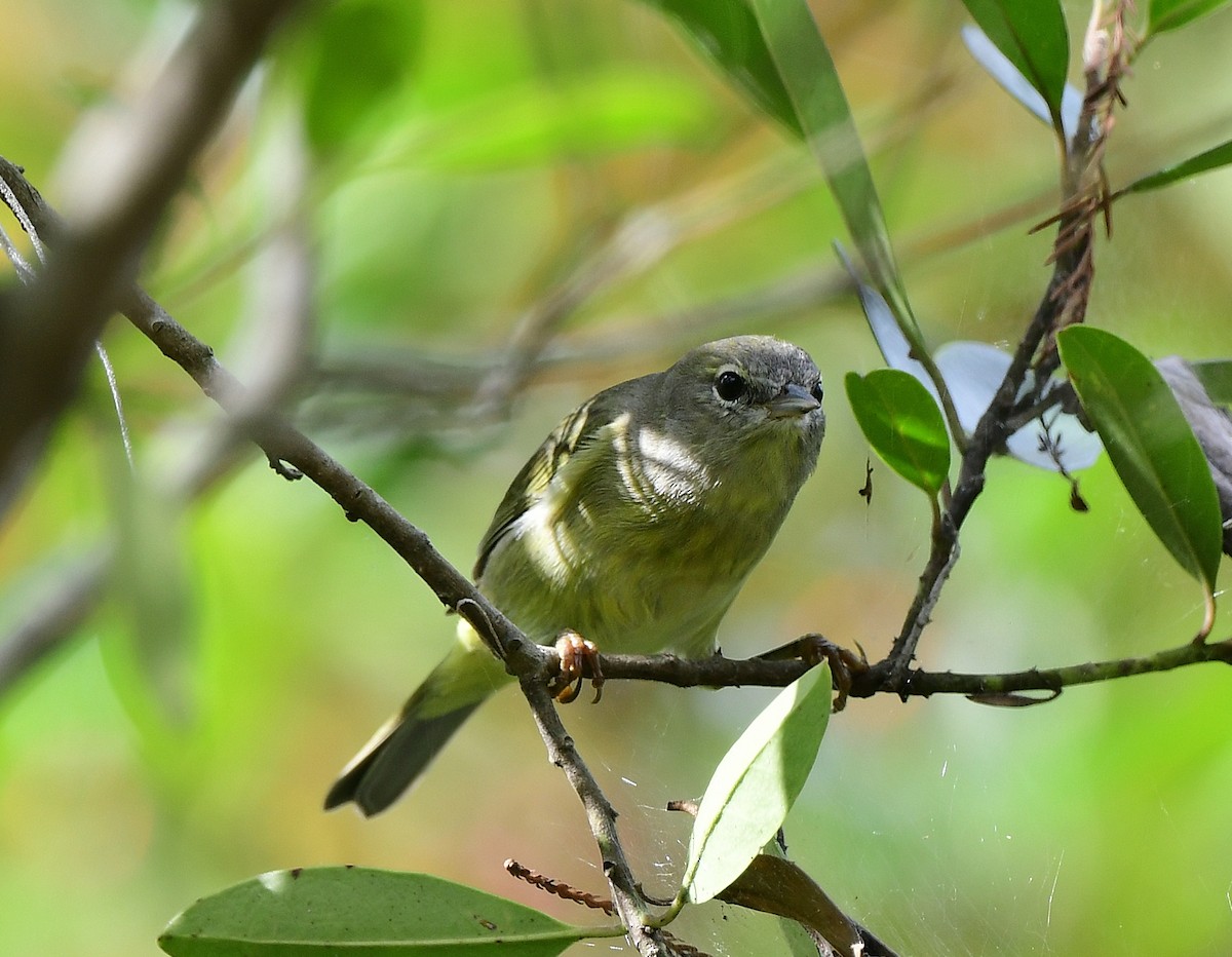 Orange-crowned Warbler - ML646875724