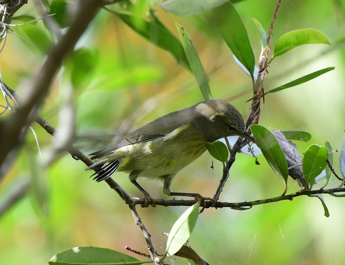 Orange-crowned Warbler - ML646875725