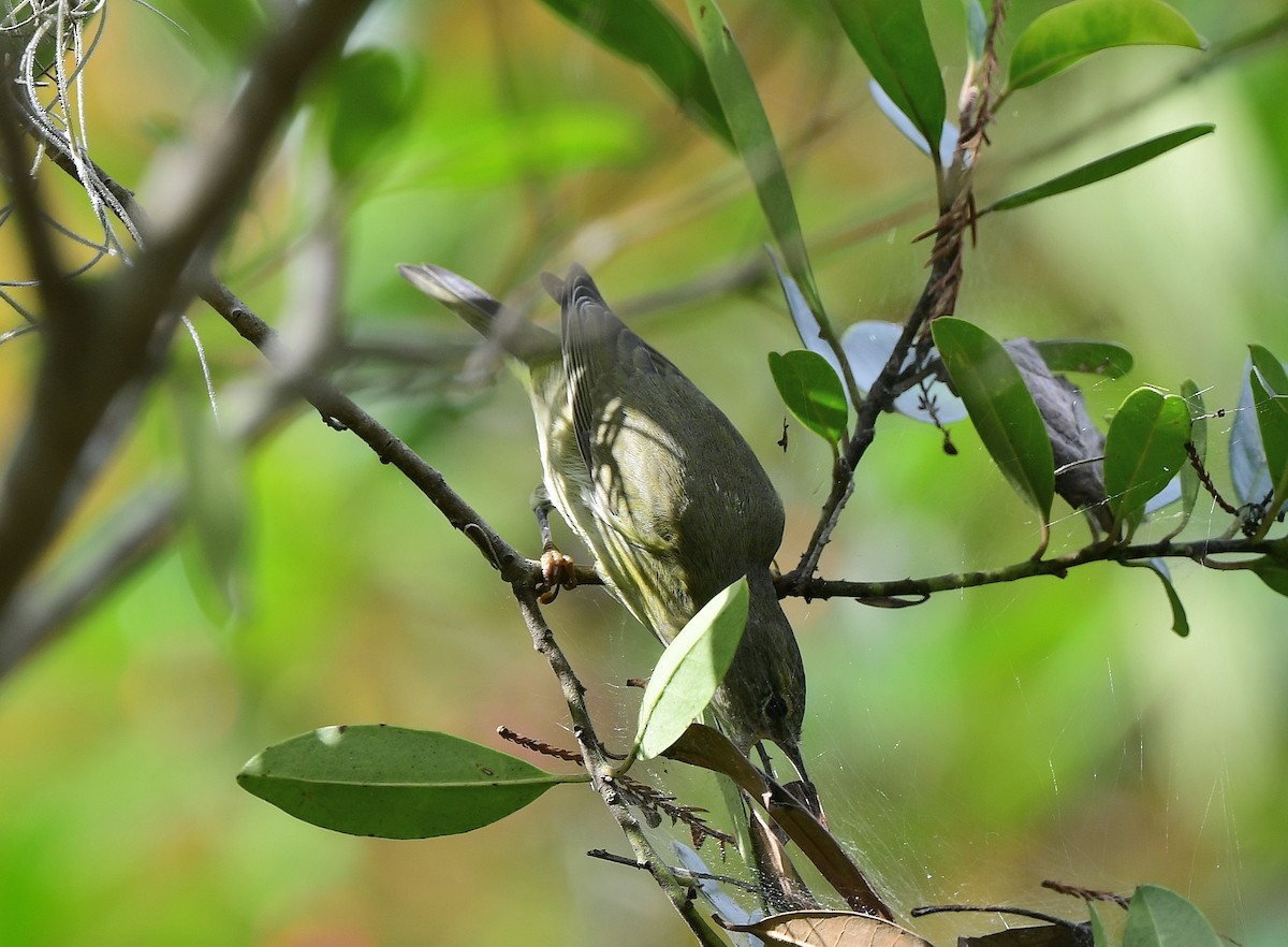 Orange-crowned Warbler - ML646875726
