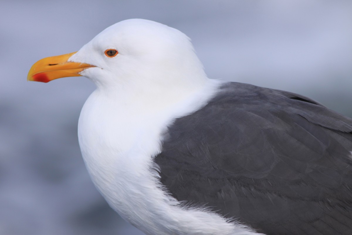 Western Gull - ML646875727