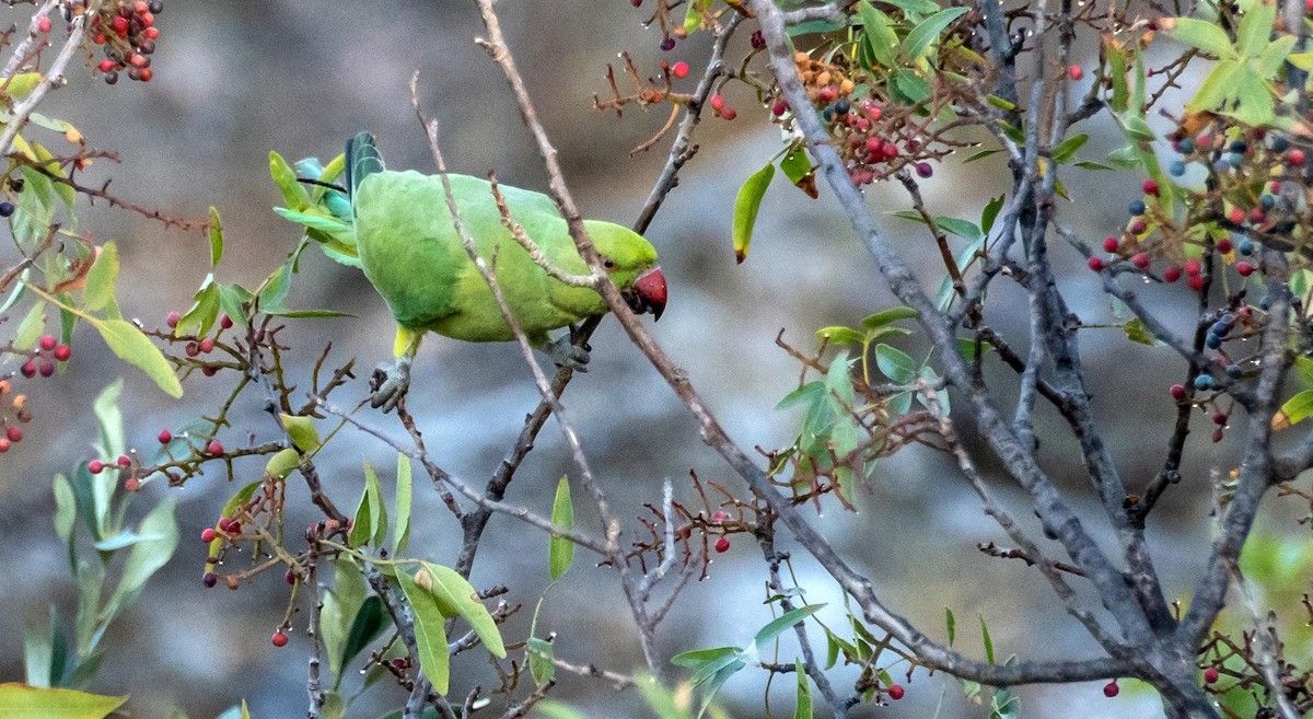 Rose-ringed Parakeet - ML646875728