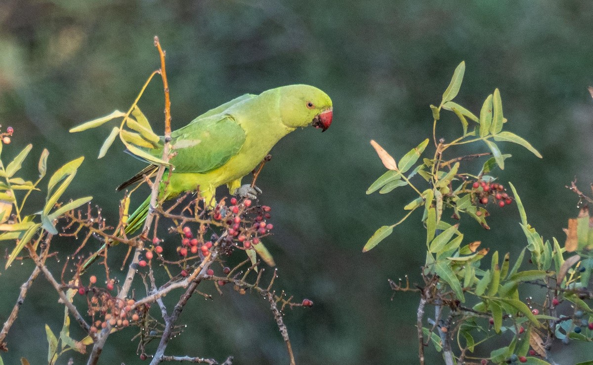 Rose-ringed Parakeet - ML646875729