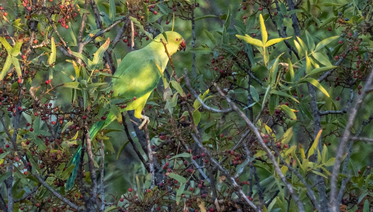 Cotorra de Kramer - ML646875730