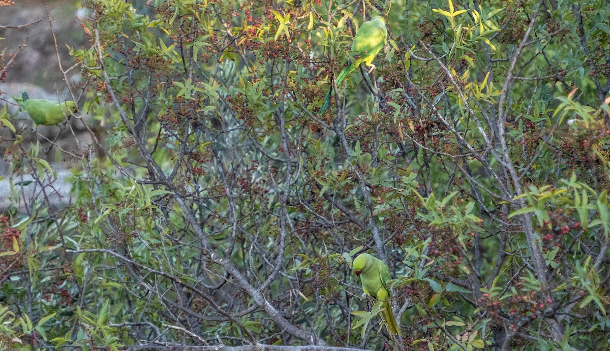 Cotorra de Kramer - ML646875731