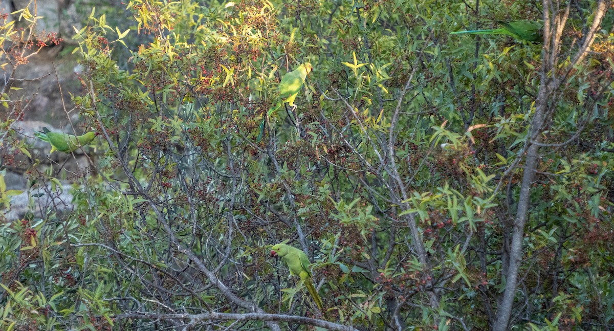 Cotorra de Kramer - ML646875732