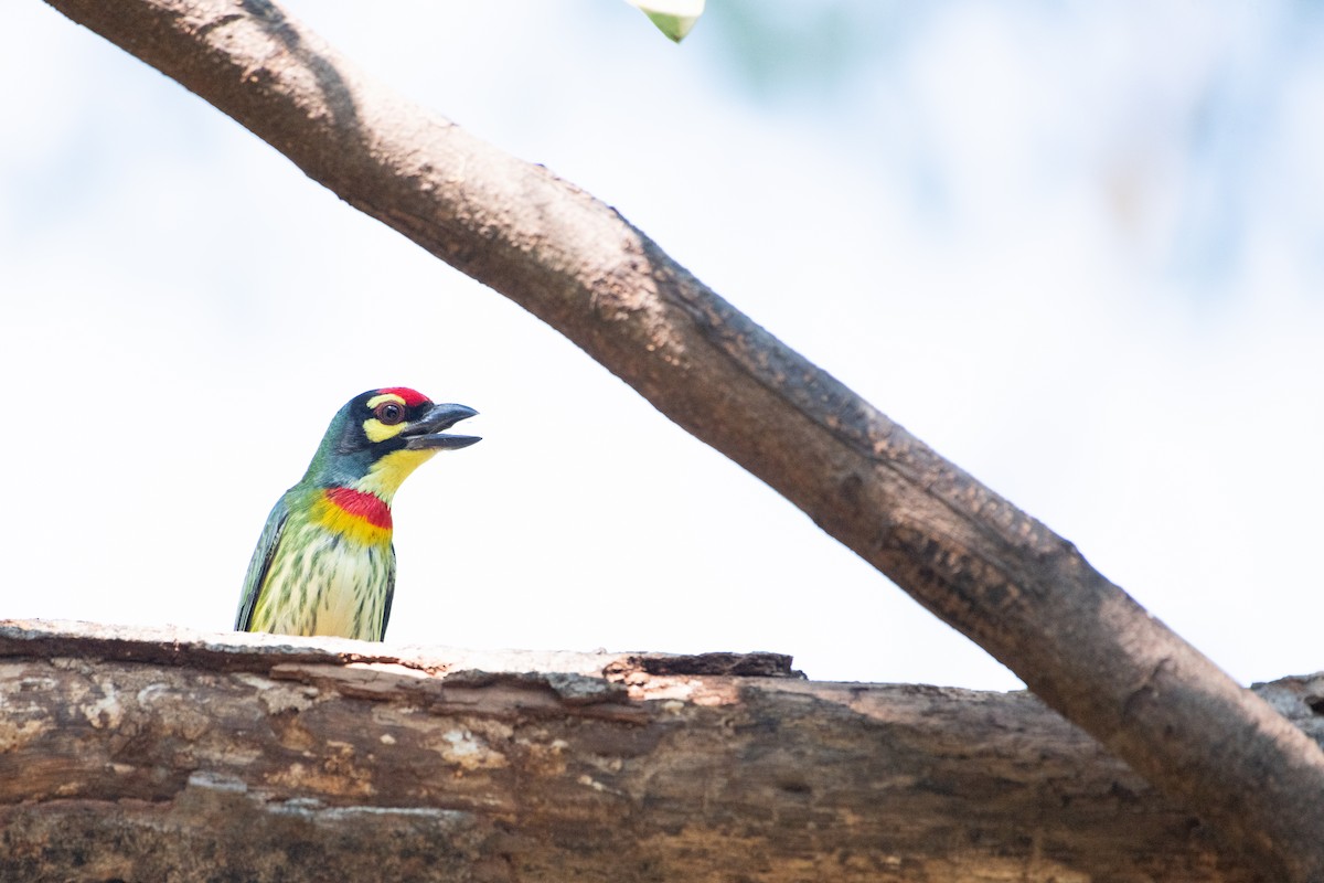 Barbudo Calderero - ML646875734