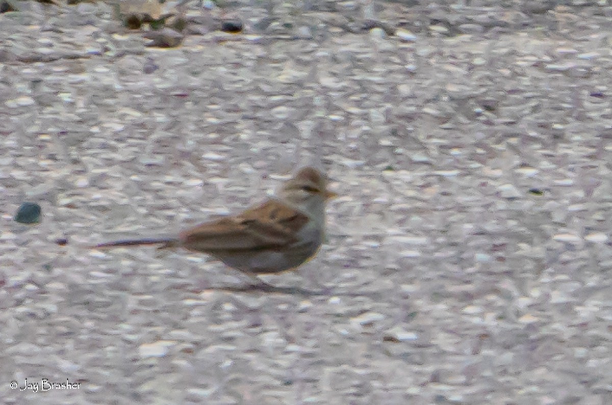 Chingolo Cejiblanco - ML646875736