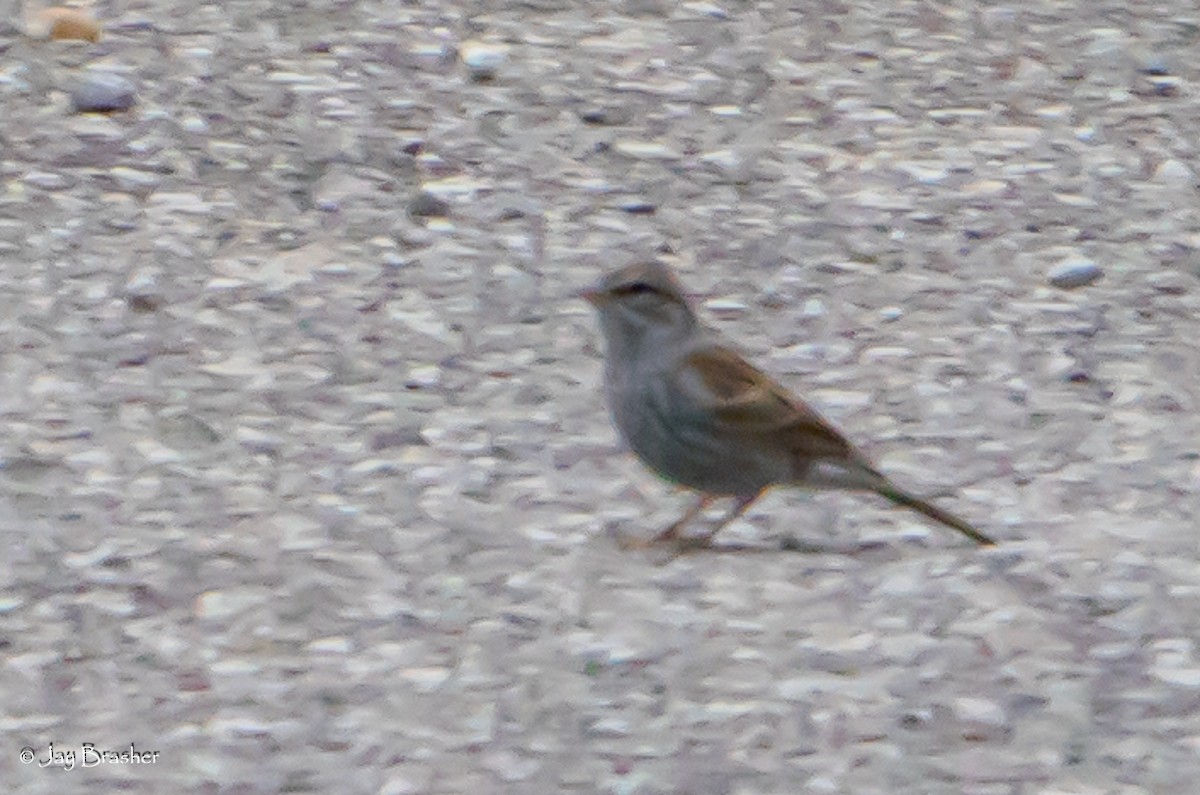 Chingolo Cejiblanco - ML646875738