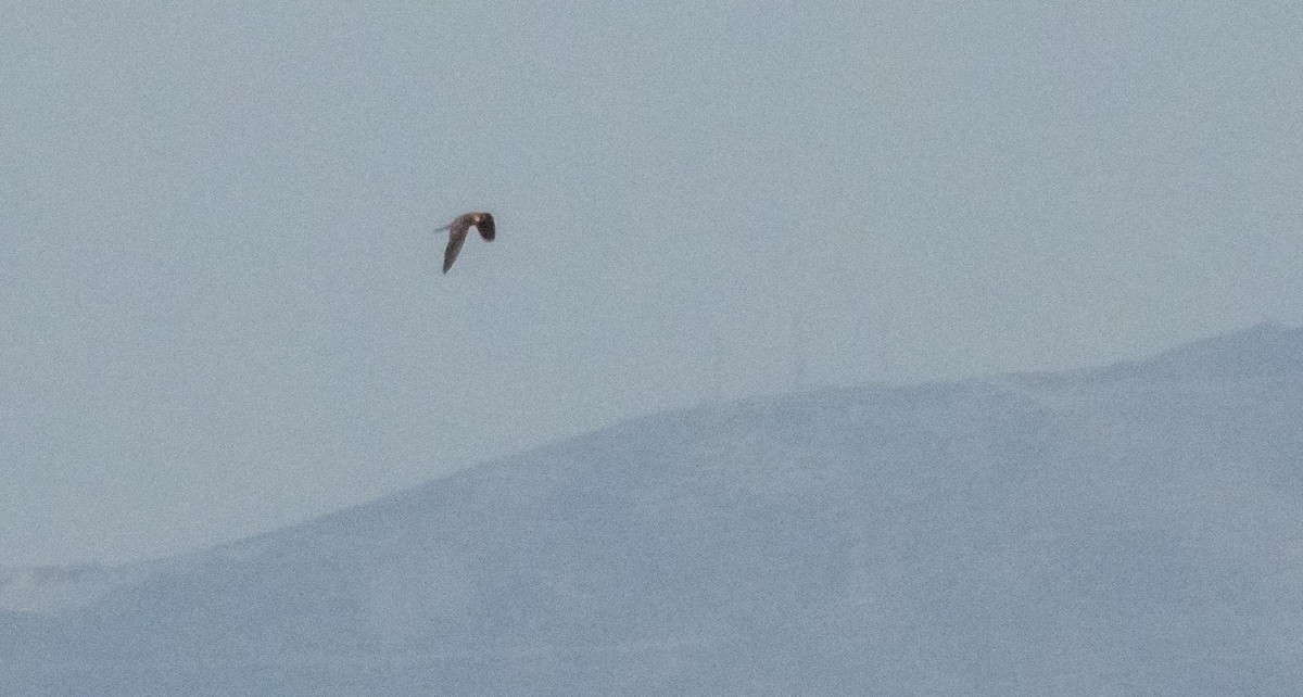 Halcón de Eleonora - ML646875739