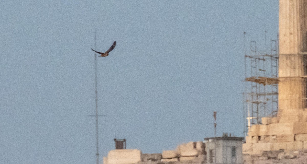 Halcón de Eleonora - ML646875743